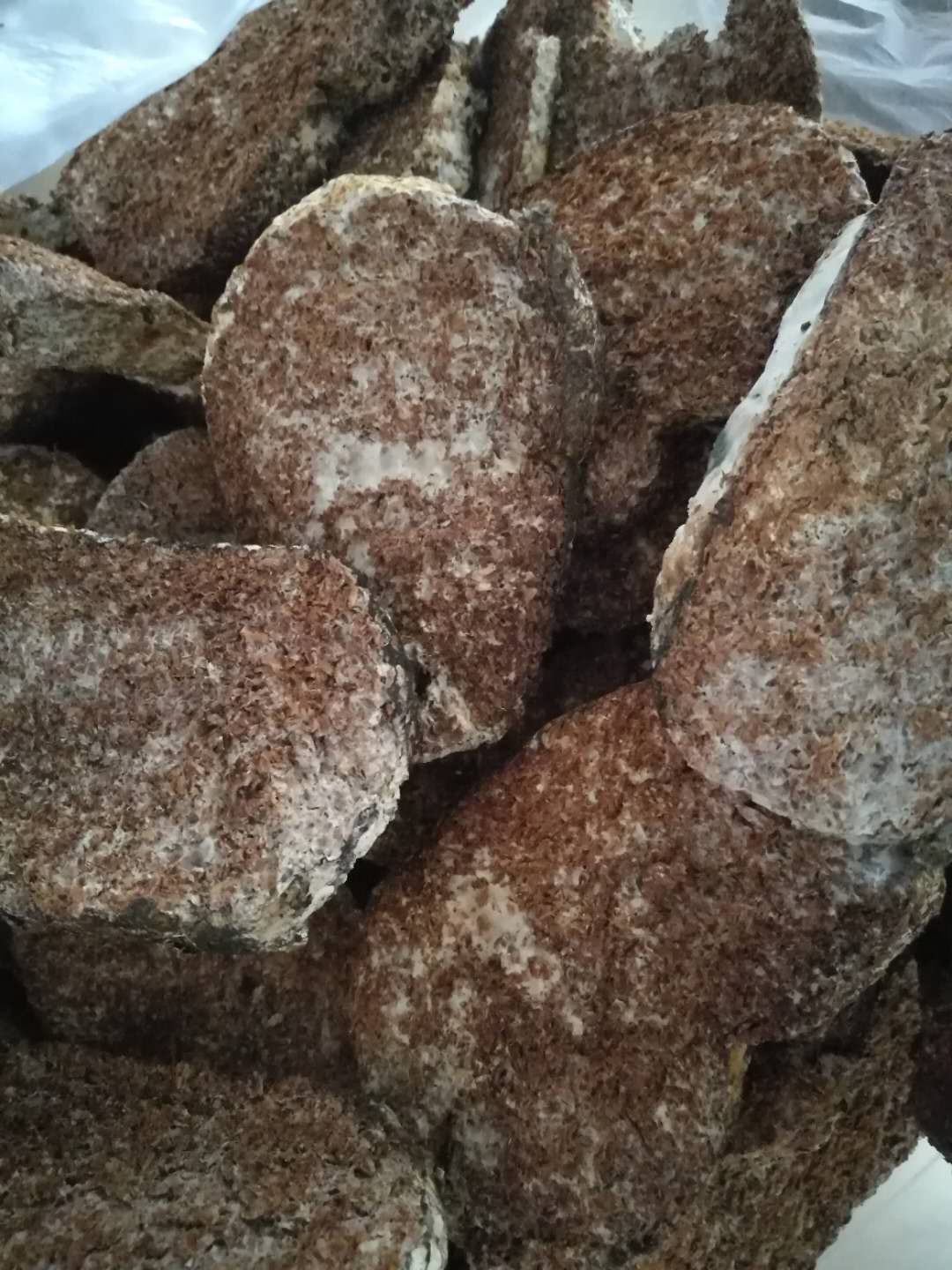 安络小皮伞菌块