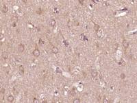 phospho-PTPN6(Tyr564) antibody