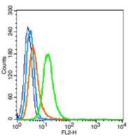 Integrin Alpha V + Beta 6 antibody