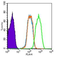 Phospho-Smad3 (Ser425) antibody