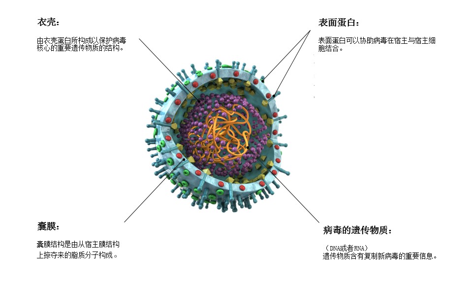 病毒—致命杀手