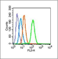 phospho-c-Jun (Thr249) antibody