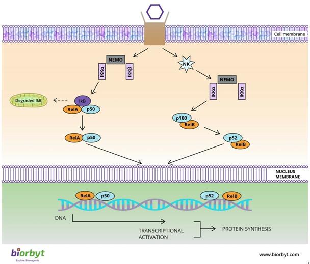 科学大讲堂 | 信号通路专题系列一：Nf-κB信号通路