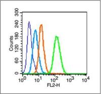 phospho-c-Jun(Tyr170) antibody