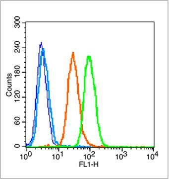 Phospho-NFKB1 (Ser337) antibody