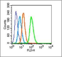 phospho-c-Jun(Thr239) antibody