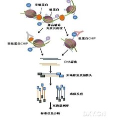 金属沉淀蛋白质的原理是什么意思_蛋白质沉淀原理图解