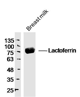 Lactoferrin antibody