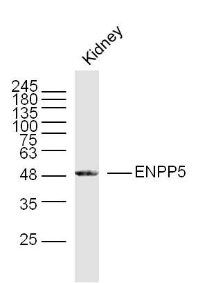 ENPP5磷酸酶/磷酸二酯酶家族成员5抗体