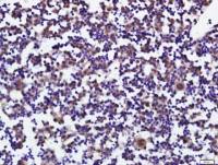 PLAG1 antibody