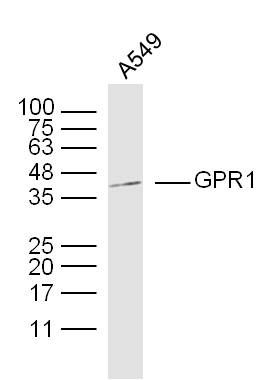 GPR1 G蛋白偶联受体1抗体