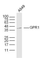 GPR1 G蛋白偶联受体1抗体