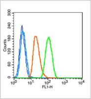 Phospho-NFKB1 (Ser903) antibody