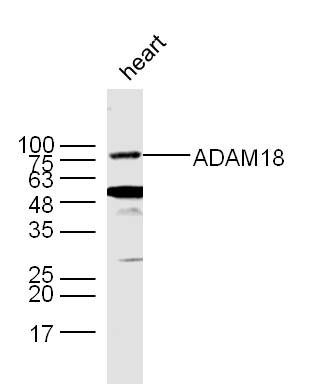 ADAM18 antibody