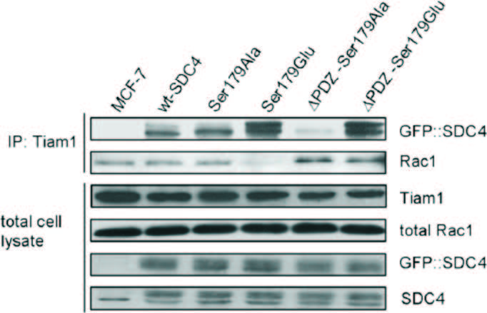 科研集市-8丨利用CoIP-MS高效筛选体内互作蛋白