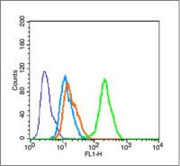 phospho-Tau (Ser416) antibody