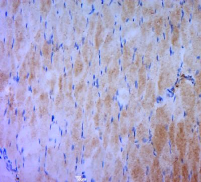 phospho-MAP4K1(Ser171) antibody
