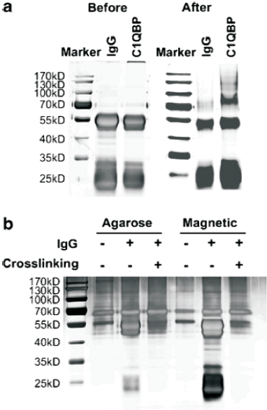 科研集市-8丨利用CoIP-MS高效筛选体内互作蛋白