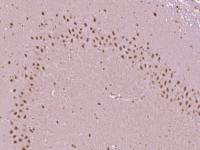 phospho-MBP(Thr232) antibody