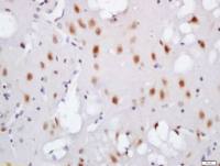 phospho-TNIK (Ser764) antibody