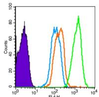 phospho-Smad3 (Ser213) antibody