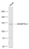 ADAMTSL4 antibody