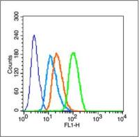 phospho-14-3-3 epsilon (Thr232) antibody