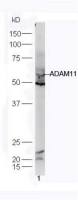 ADAM11 antibody