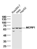 MCPIP1 antibody