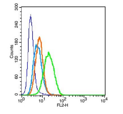 CD13氨肽酶N抗体
