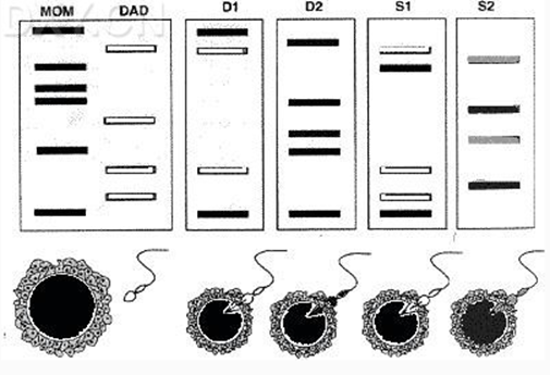 毛细管电泳在 DNA 指纹图谱分析中的应用