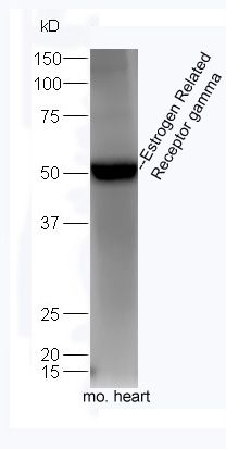 Estrogen Related Receptor gamma antibody