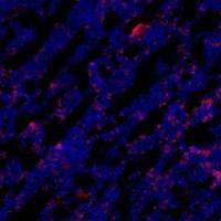 Perilipin A+B antibody