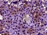 phospho-CD32B(Tyr292) antibody