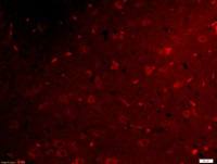 Netrin G1 ligand antibody