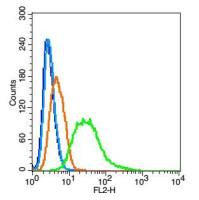 Thyroid hormone receptor alpha antibody