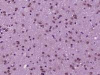 MAPK organizer 1 antibody