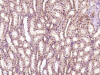 GCMA antibody