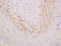 GCET2 antibody