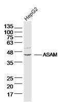 ASAM antibody