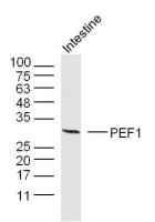 PEF1 antibody