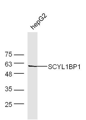 SCYL1BP1 antibody