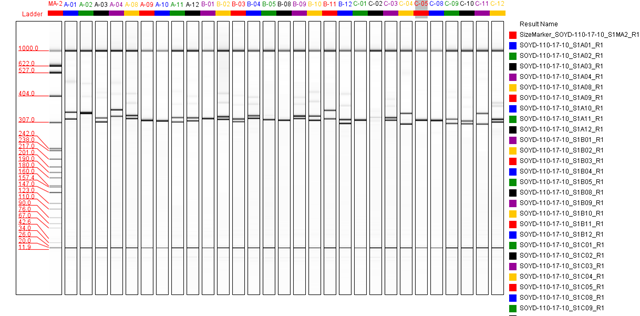 毛细管电泳在 DNA 指纹图谱分析中的应用