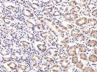 MUC5AC antibody