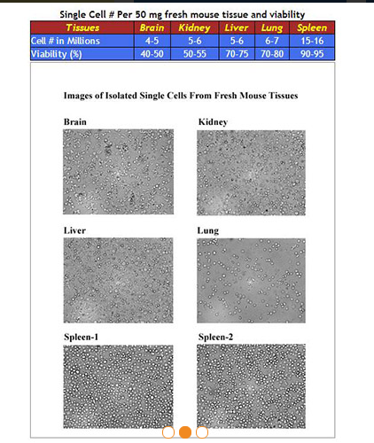 Minute™ 新鲜组织和固定组织单细胞分离试剂盒