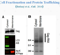 Minute ™质膜蛋白和细胞组分分离试剂盒
