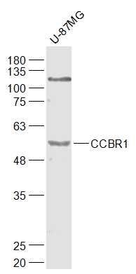 CCBR1 antibody