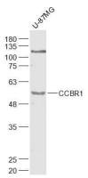CCBR1 antibody