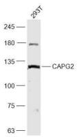 CAPG2 antibody