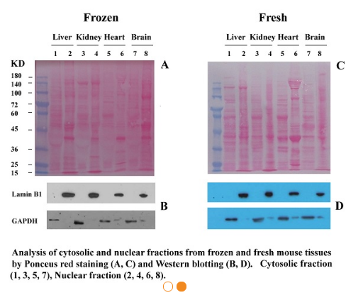 Minute™新鲜/冷冻组织胞质胞核分离试剂盒